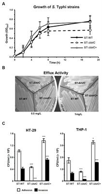 Deletion of Salmonella enterica serovar Typhi tolC reduces bacterial adhesion and invasion toward host cells